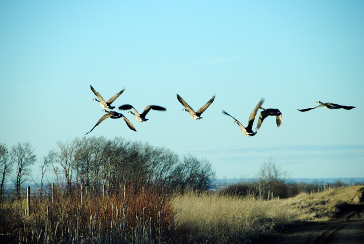 April 7: This Your Saskatchewan photo of Canadian geese near Shields was taken by Judy King.