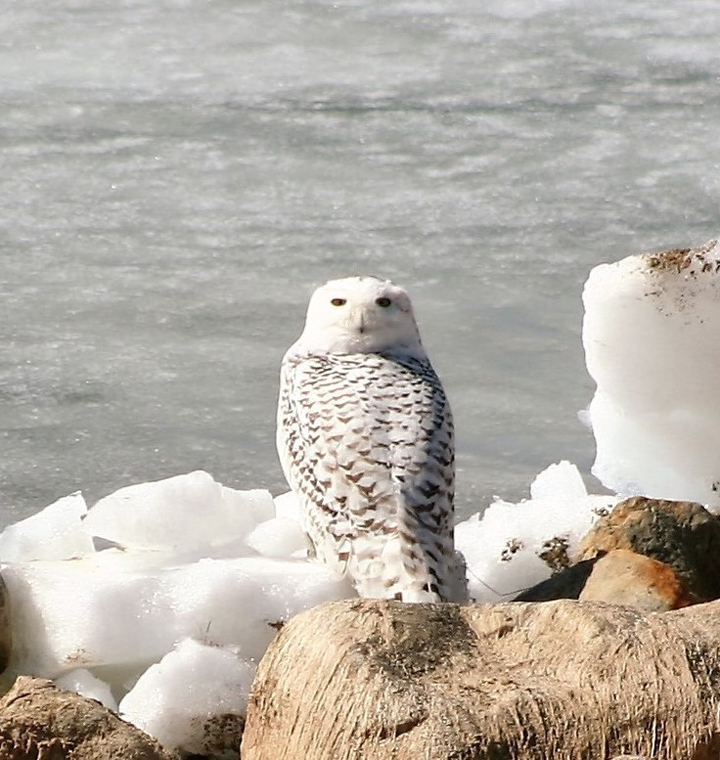 April 8: This Your Saskatchewan photo of a snowy owl was taken by Shelley Krobel at Last Mountain Lake.