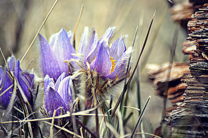 April 11: This Your Saskatchewan photo was taken by Lori McNaughton south of Mortlach.