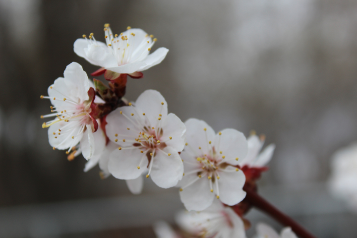 April 13: This Your Saskatchewan photo was taken by Colleen Clavelle of an apricot tree in bloom in Maple Creek.
