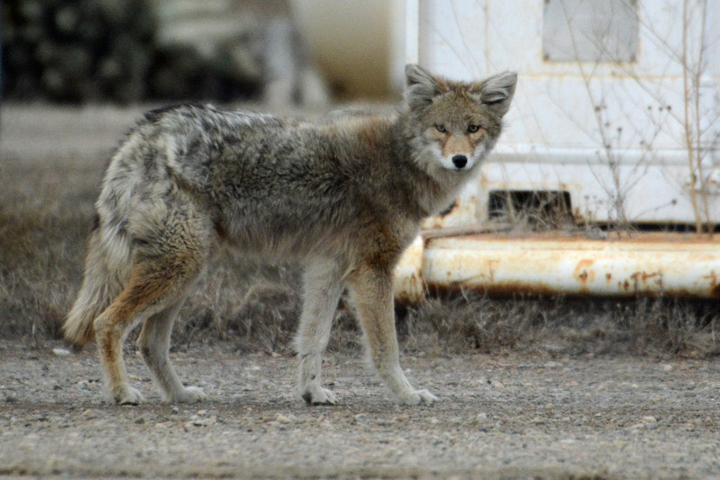 April 14: Gary Hardy took this Your Saskatchewan photo of a coyote just north of Saskatoon.
