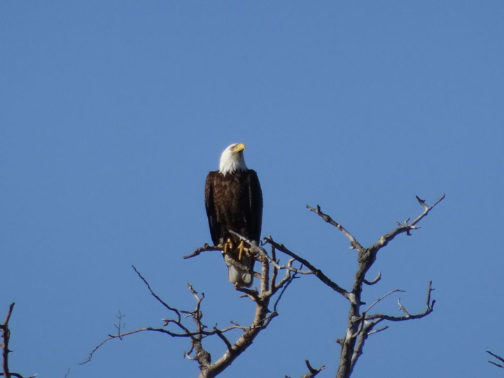 April 20: This Your Saskatchewan photo of a bald eagle was snapped near Aberdeen by Diane Kacher.
