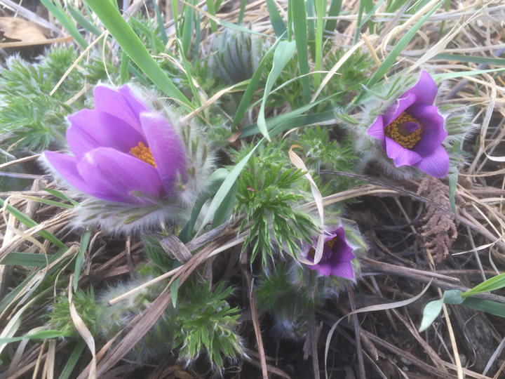 April 21: Marilyn Wiggins took this Your Saskatchewan photo of crocuses blooming in her Saskatoon flowerbed.
