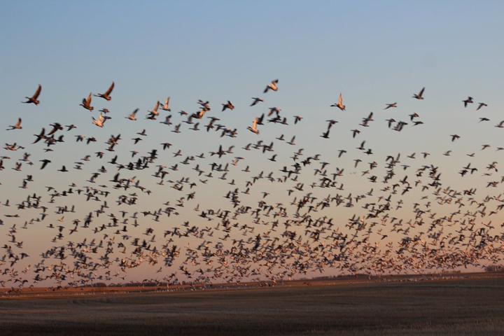 April 24: @gamblei took this Your Saskatchewan photo near Hepburn.