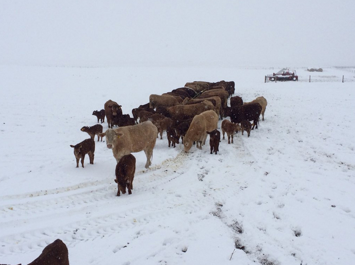 April 25: Tim Hecker took this Your Saskatchewan photo of today’s snow near Maple Creek.