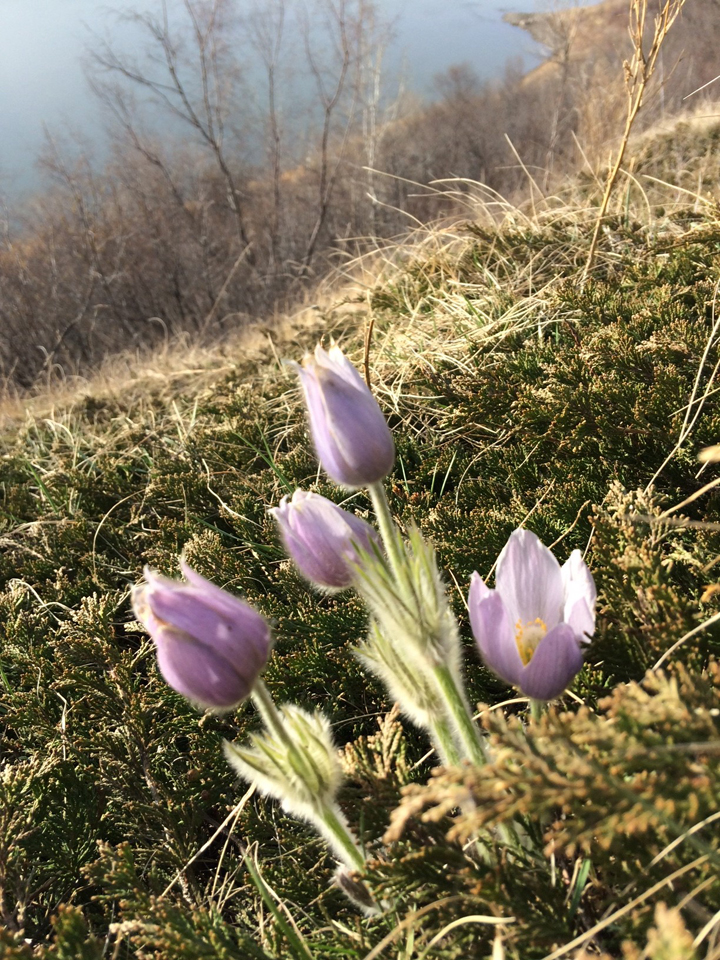 April 26: Rosalie Roesch took this Your Saskatchewan photo in Saskatoon.