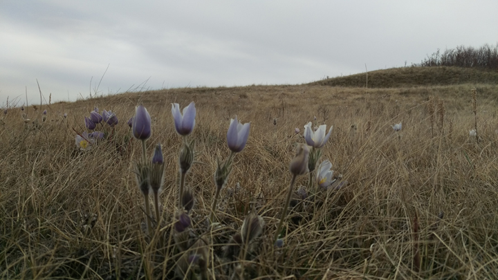 April 27: This Your Saskatchewan photo was taken by Gary Eagle at Whitecap First Nation.