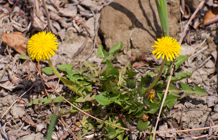 April 28: This Your Saskatchewan photo was taken by Richard Jackson on the banks of the South Saskatchewan River.