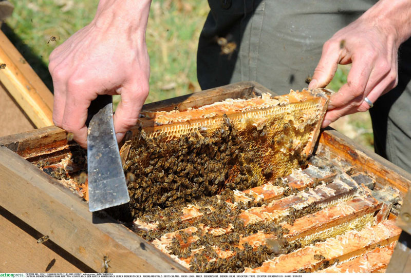 A beekeeper works with hives in this file image. 