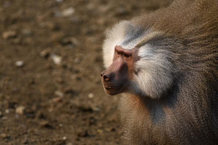 Scientists have reported that a pig heart beat in a baboon for more than two years.