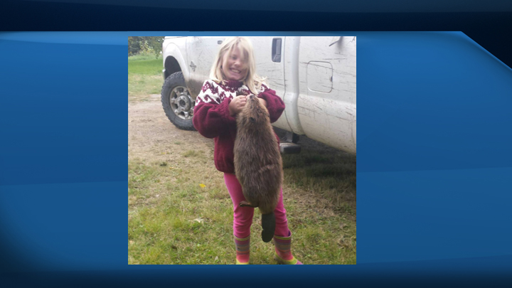 The beaver-trapping event is offering a $1,000 cash prize to the trapper who catches the biggest beaver in between April 1 - May 10.
