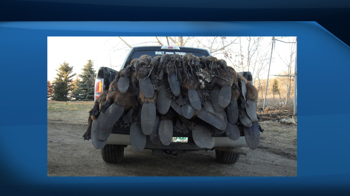The beaver-trapping event is offering a $1,000 cash prize to the trapper who catches the biggest beaver in between April 1 - May 10.