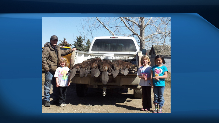 The beaver-trapping event is offering a $1,000 cash prize to the trapper who catches the biggest beaver in between April 1 - May 10.