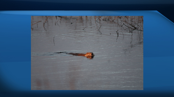 The beaver-trapping event is offering a $1,000 cash prize to the trapper who catches the biggest beaver in between April 1 - May 10.