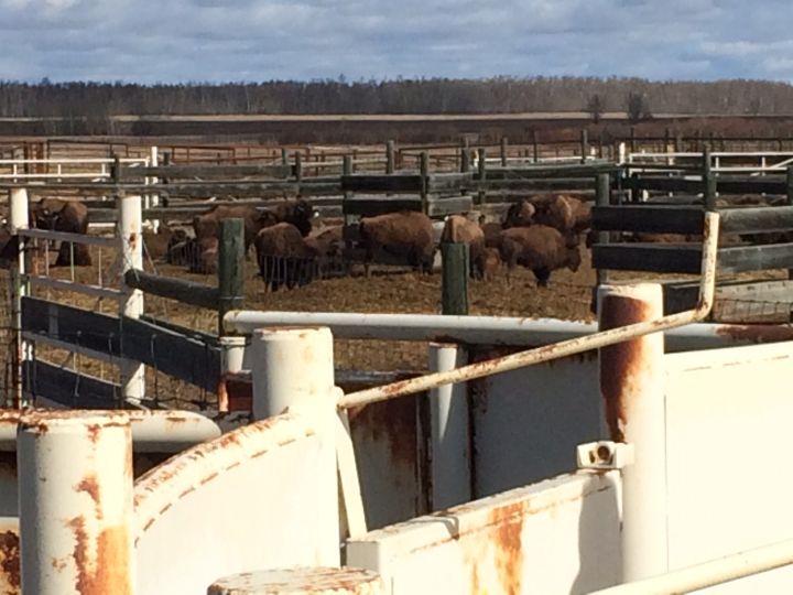 The bison will leave for Montana on Monday morning.