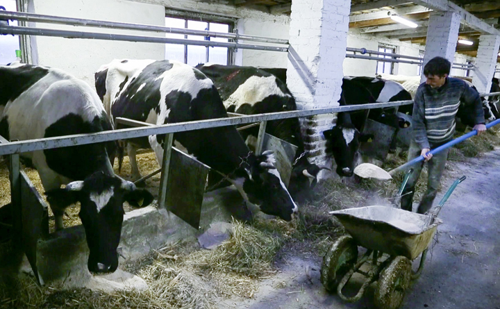 A worker feeds cows at a farm in the village of Vorotets, on land, just 45 kilometres north of the Chernobyl nuclear power plant in Ukraine.