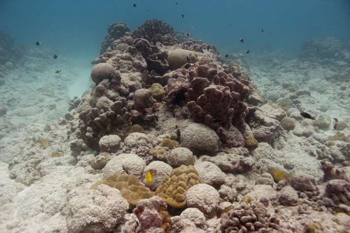 El Niño has caused ocean temperatures to rise in the Pacific Ocean, causing coral bleaching