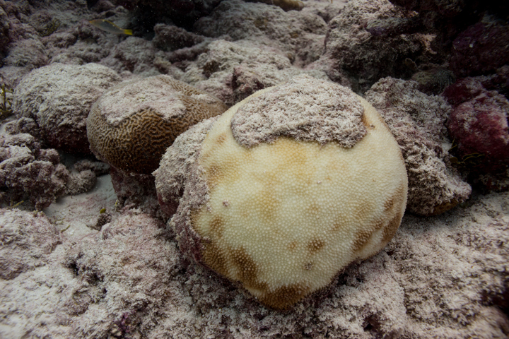 Bleached coral in the Pacific Ocean, off the coast of Christmas Island