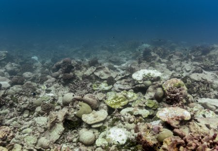 IN PHOTOS: El Niño devastates coral reefs in Pacific | Globalnews.ca