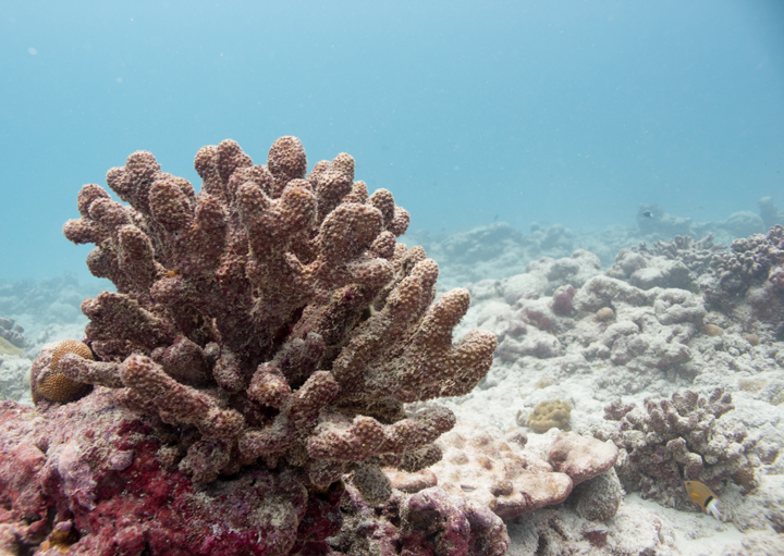 Coral bleaching off the coast of Christmas Island in the Pacific Ocean.