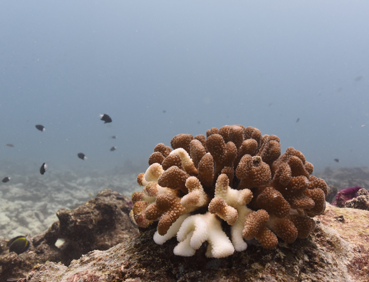 Bleached coral off the coast of Christmas Island