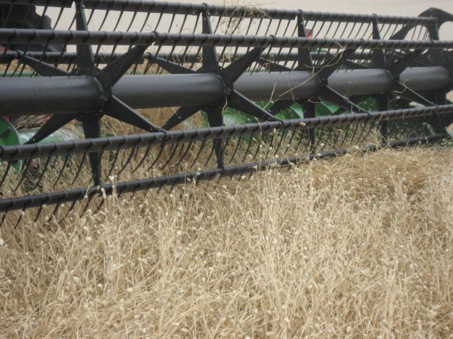 A combine harvester harvests canary seed at the farm of Kevin Hursh near Cabri, northwest of Swift Current, Sask.