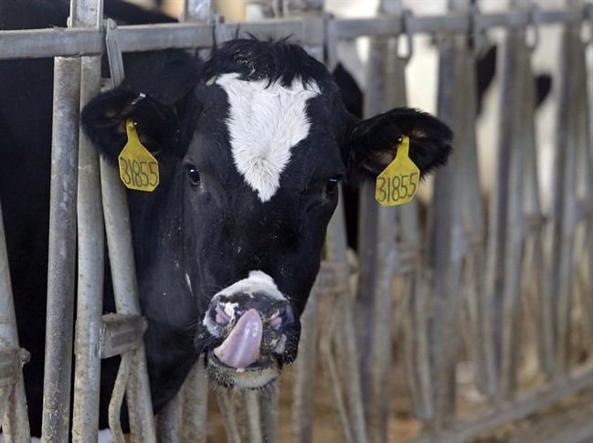 FILE PHOTO: Twenty counts of animal cruelty were laid against CCS and seven of its employees in connection to a 2014 undercover video that showed cows being beaten.