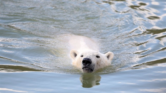 Pixel the polar bear swims at Yorkshire Wildlife Park, near Doncaster, Engl., Wednesday March 25, 2015. New research suggests that polar bears are being forced to swim more often as climate change reduces Arctic sea ice.