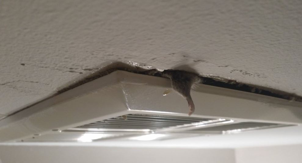 Dead Mouse Public Housing