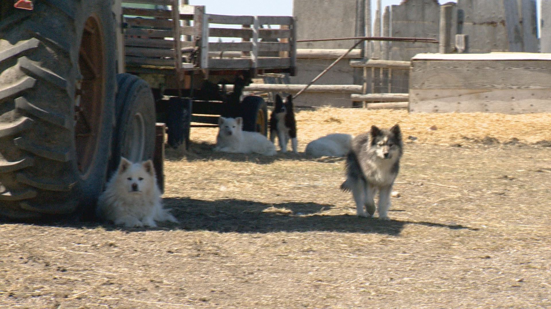 what is the largest dog in history