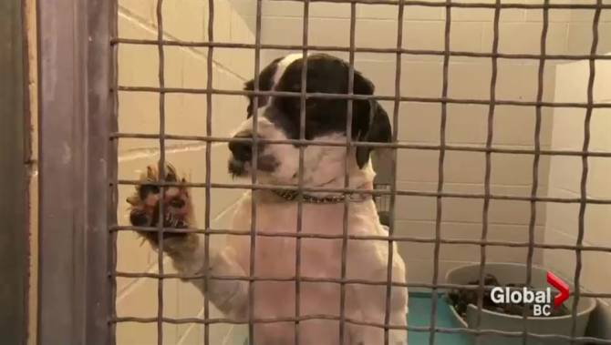 Dog and cat breeders in B.C. face new codes of practice - image