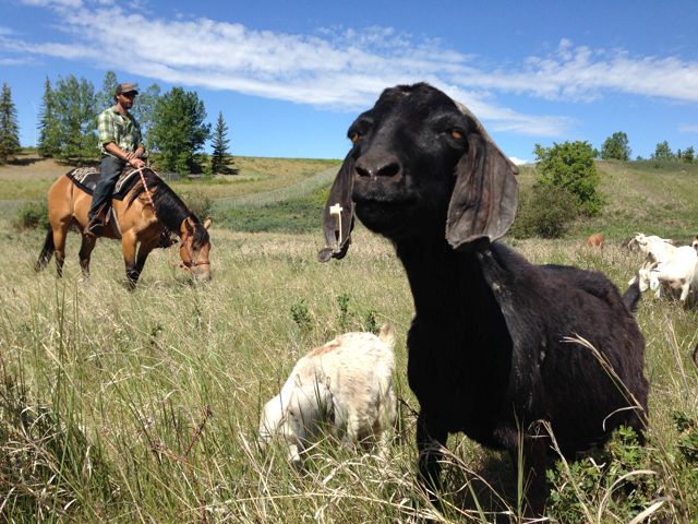 Shepherd watches as goats graze in a Calgary park as part of a pilot project.