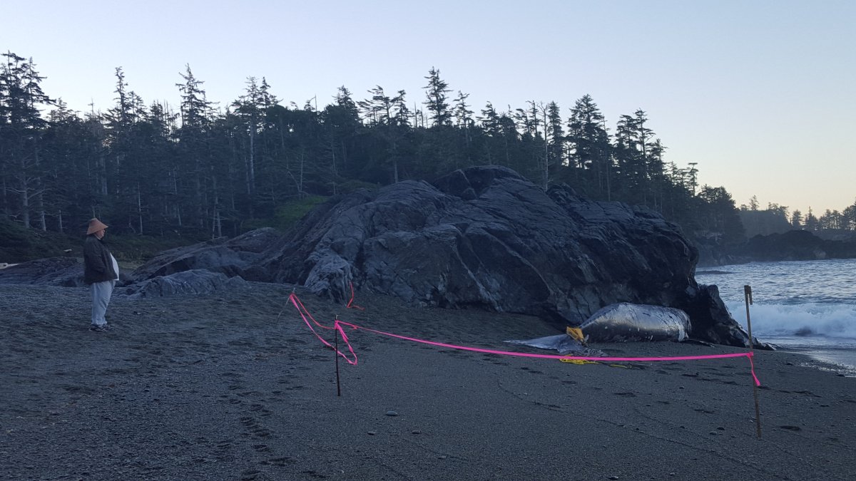 A grey whale washed up on the beach near Tofino.