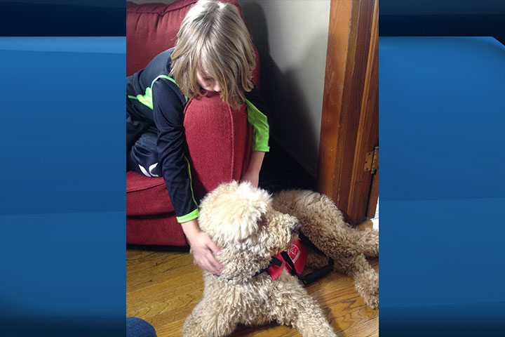Waterloo school refuses to clarify why boy with autism can’t bring service dog to class - image