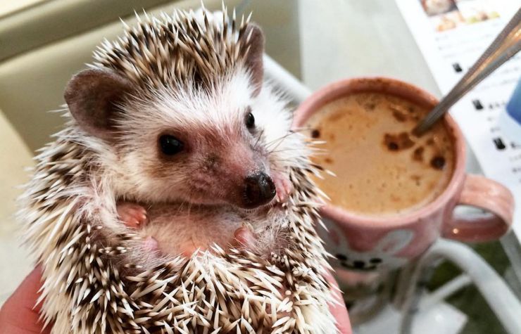 Hedgehog cafe in Tokyo latest trend in adorable animal coffee shops -  National 