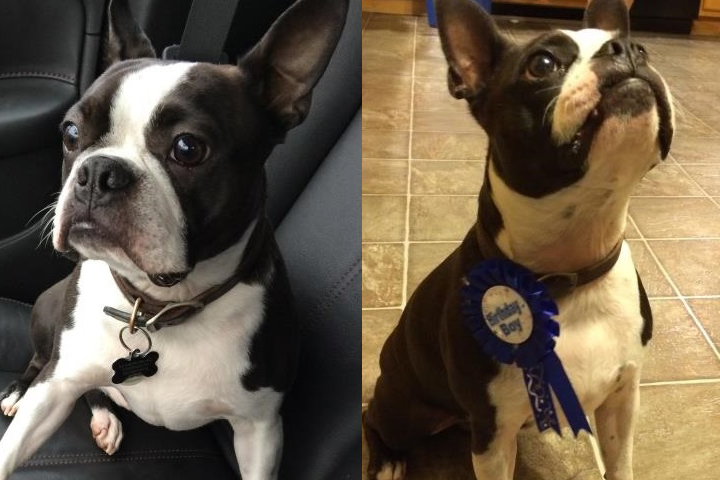 Homer, a 3-year-old Boston Terrier, was stolen from his Cole Harbour home on Tuesday, April 26. 