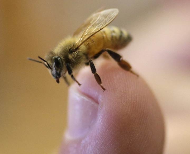 A pest that is damaging to honeybees has been detected in New Brunswick for the first time.