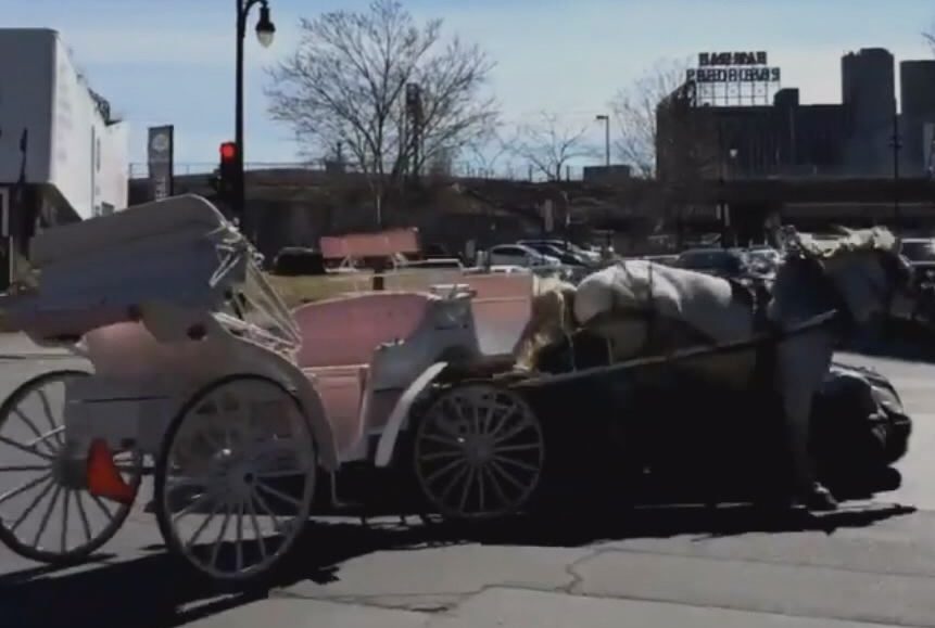 A calèche horse collided with a car in Griffintown, Wednesday, April 20, 2016.