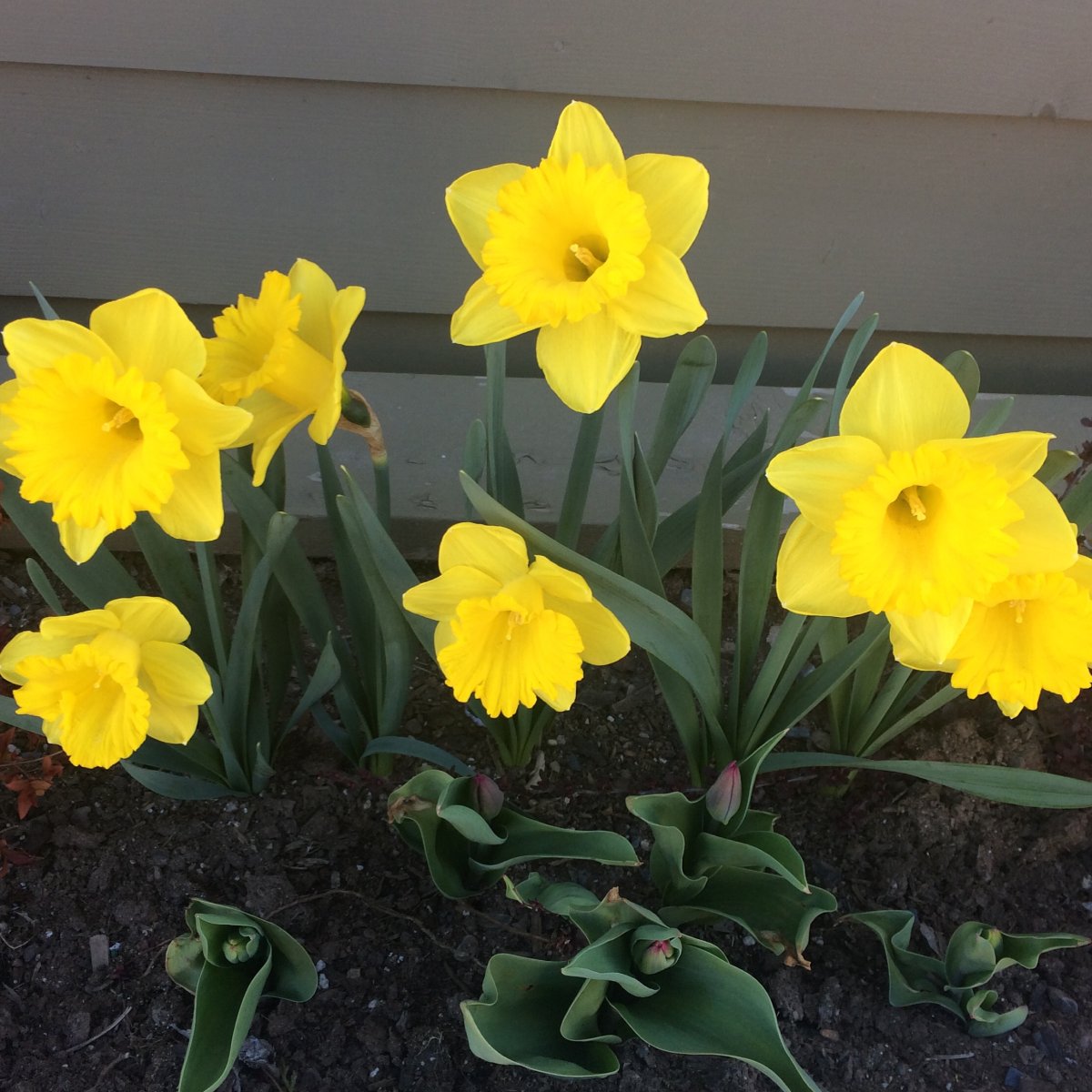 Cancer society makes plea for donations in light of ruined daffodils - image