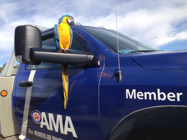 If only it wasn't an April Fools' Day prank! AMA pretended to be introducing a Roadside Comfort Pet program on April 1, 2016.