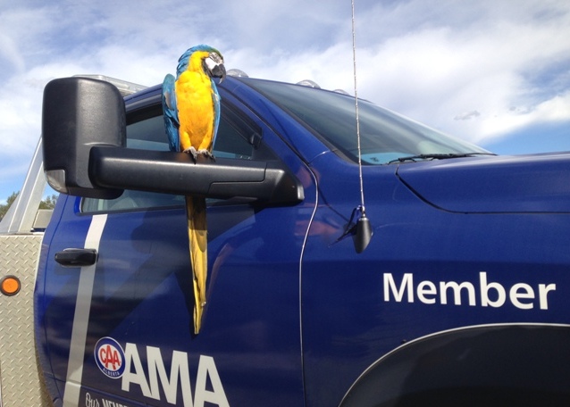 If only it wasn't an April Fools' Day prank! AMA pretended to be introducing a Roadside Comfort Pet program on April 1, 2016. 