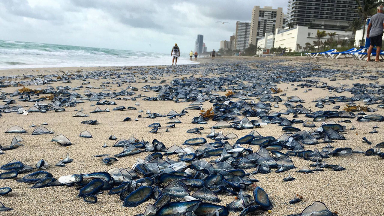 Pictures: Billions of Blue Jellyfish Wash Up on American Beaches