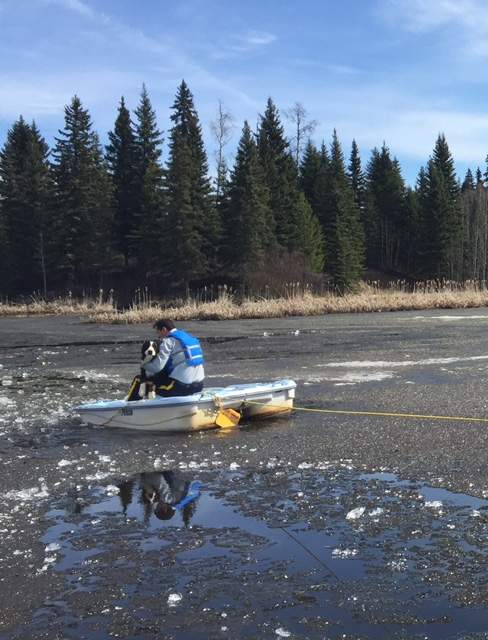 RCMP save dog who had fallen through ice near Fraser Lake - image