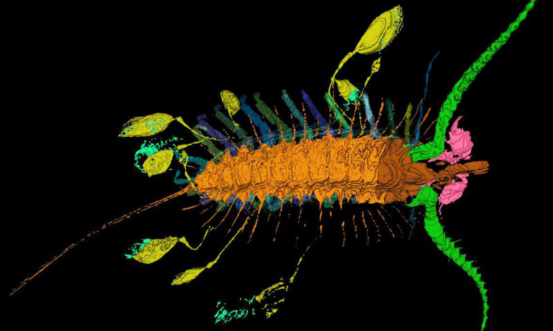The Kite Runner fossil shows 10 juveniles, at different stages of development, connected to the adult.