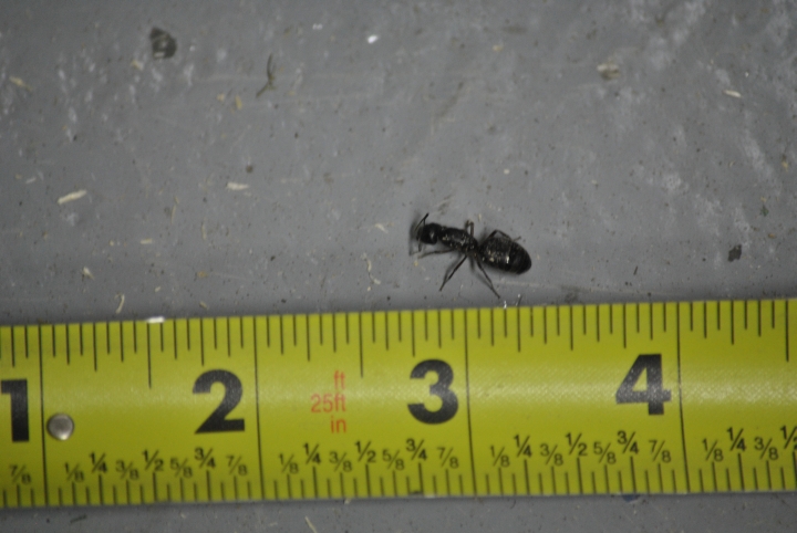 Photo: Steve Melanovich