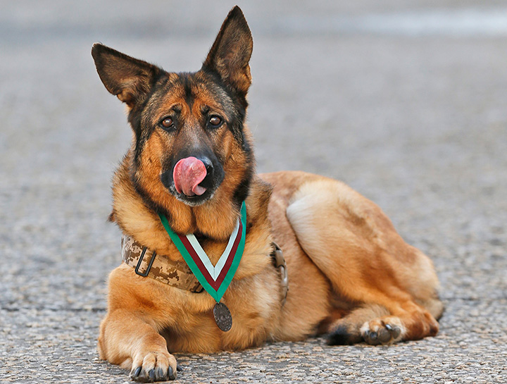 US Marine dog Lucca rests for photographers after receiving the PDSA Dickin Medal at Wellington Barracks in London, England on Tuesday, April 5, 2016.