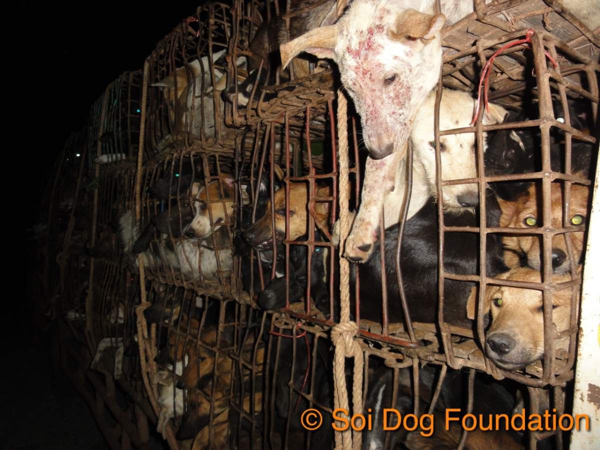 Miracle photographed when Soi Dog intercepted the truck he was being transported on to Vietnam to become dog meat.