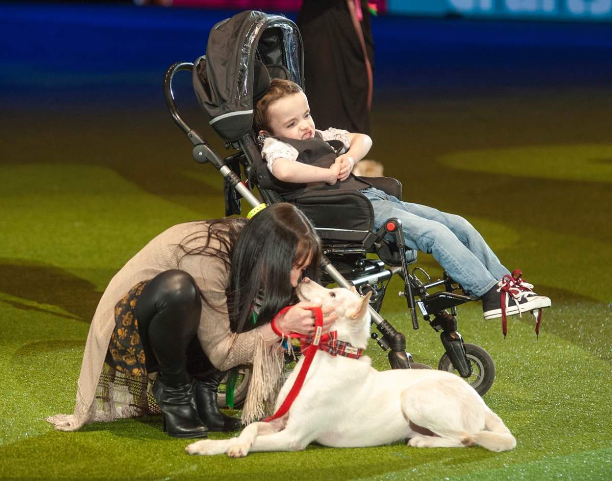Miracle wining award at Crufts dog show 2015.