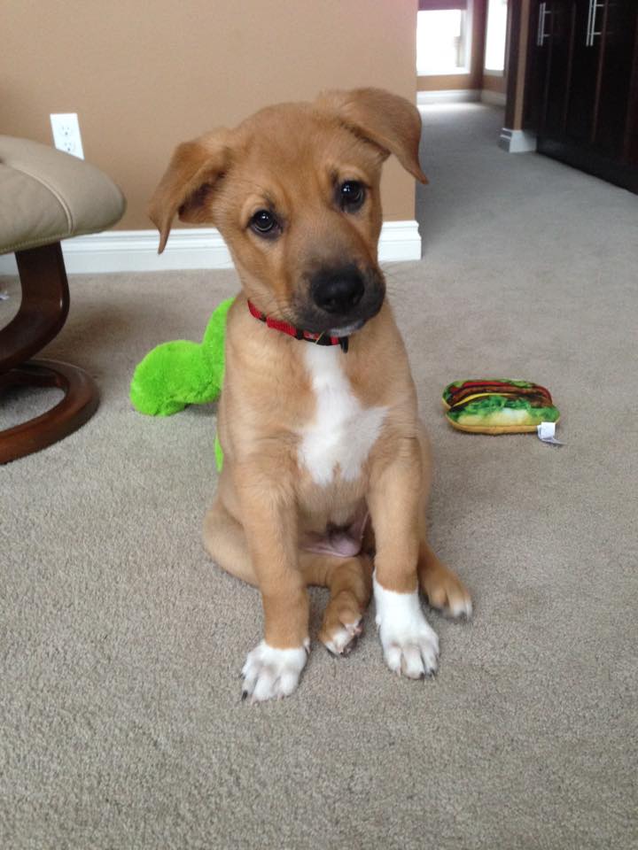 City of Calgary launches new, easier way to license pets - image