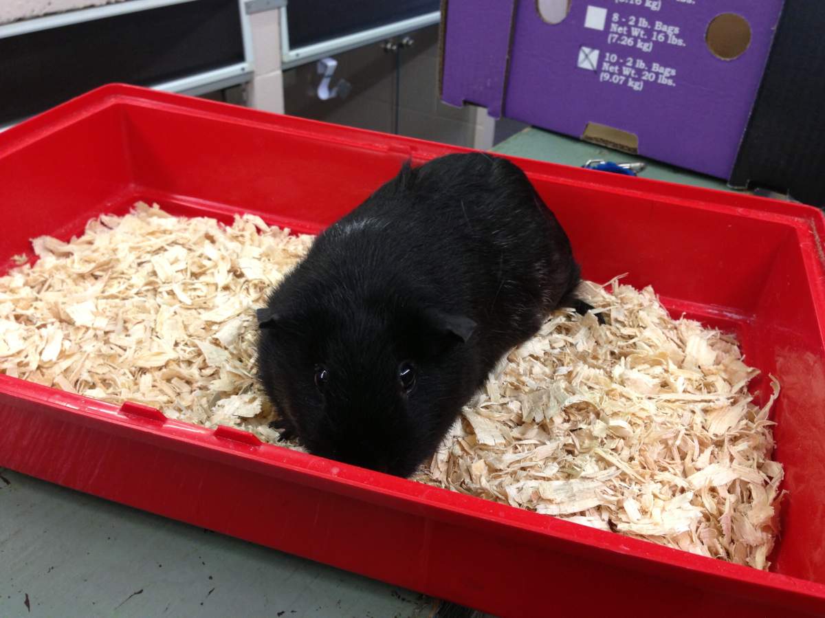 One of several guinea pigs turned over to Moncton SPCA.